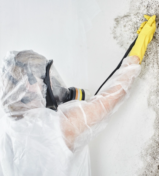 Schimmelentfernung Berlin packt das Problem bei den Wurzeln img