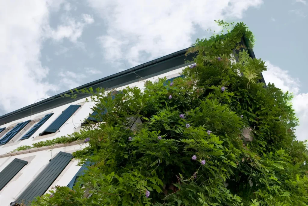 Grünbelag an der Fassade entfernen: Algen, Ursachen und Vorbeugung