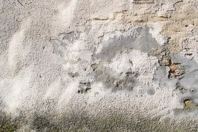Kalkputz gegen Schimmel: Was der mineralische Putz wirklich leisten kann